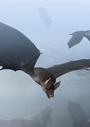 Palaeochiropteryx