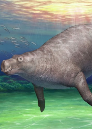 Paleoparadoxia