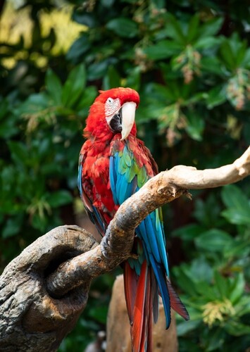 Palo Alto Junior Museum and Zoo