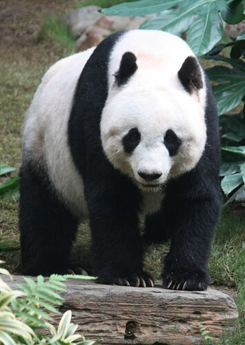 Panda