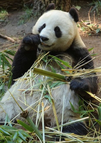 Panda