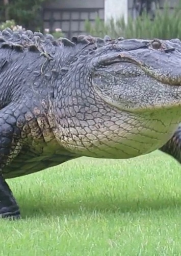 Papa Gator