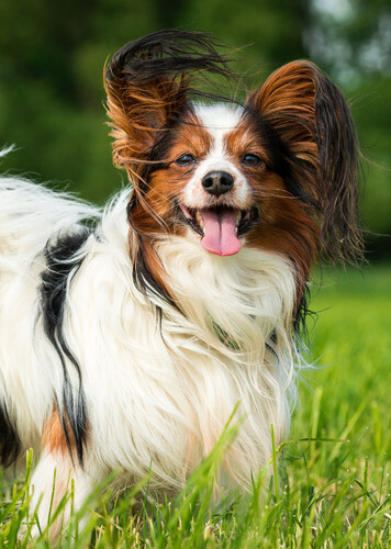 Papillon