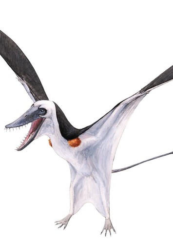 Parapsicephalus