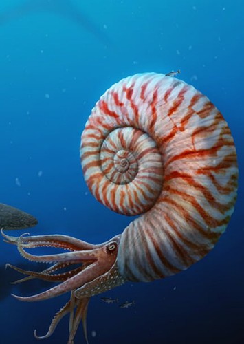 Parapuzosia