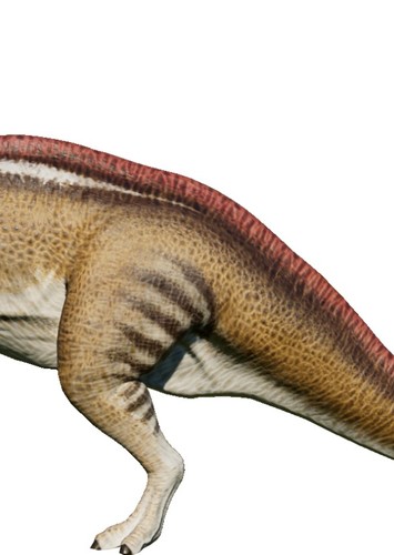 Parasaurolophus