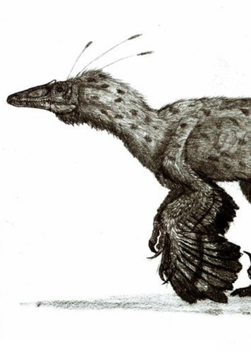 Paronychodon