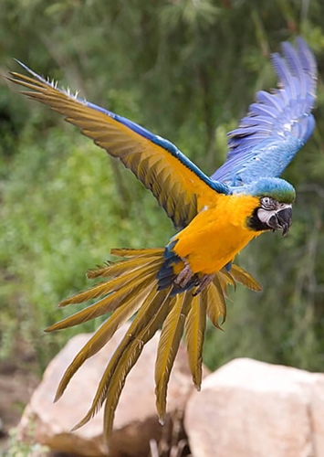 Parrot