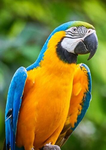 Parrot