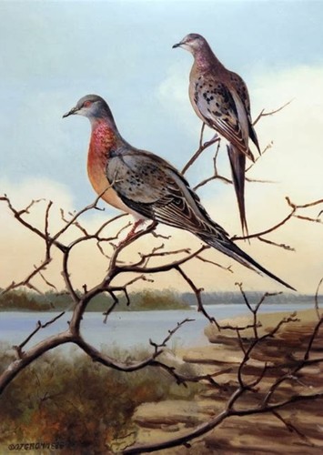 Passenger Pigeon