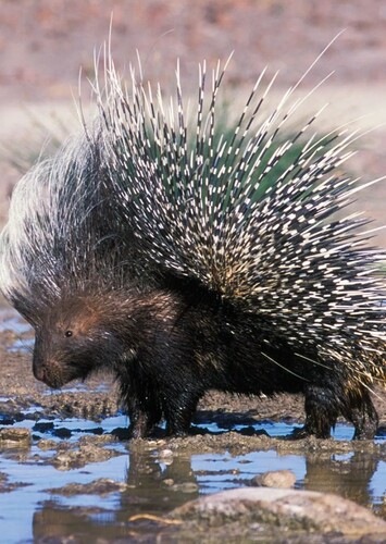 Patrick the Porcupine