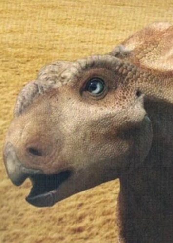 Patty the Pachyrhinosaurus