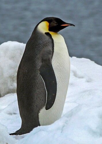 Paxton the Emperor Penguin