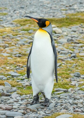 Paxton the Emperor Penguin