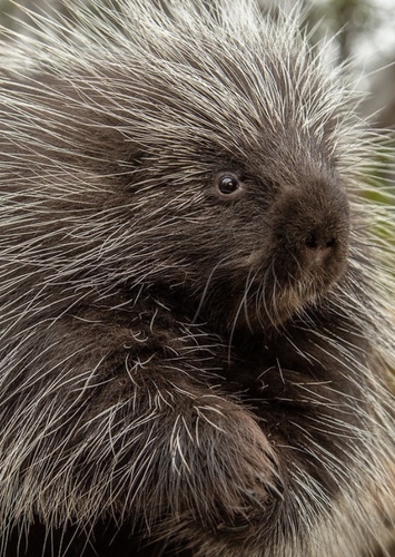Paz the Porcupine