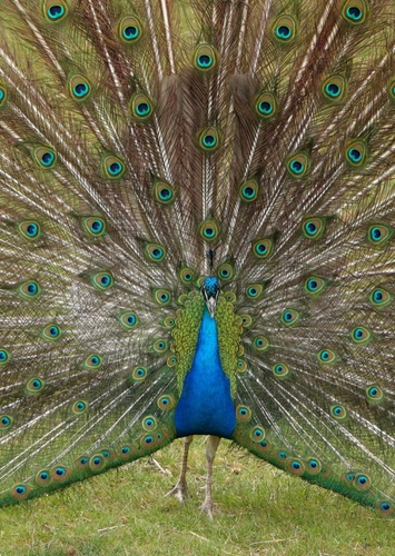 Peacock