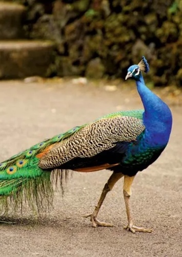 Peacock