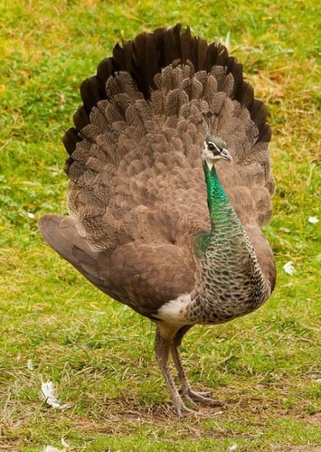 Peacock