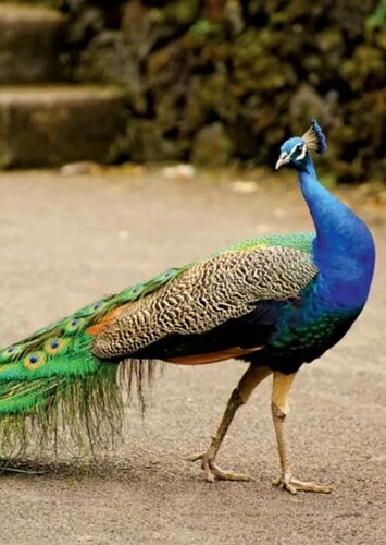 Peacock
