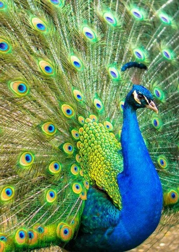 Peacock