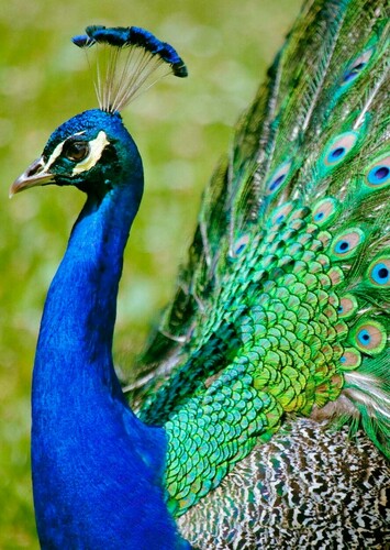 Peacock