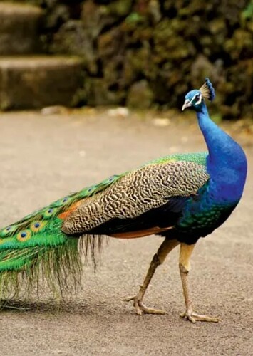 Peacock