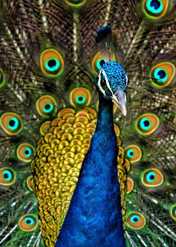 Peacock/Peafowl