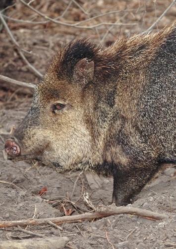 Peccary