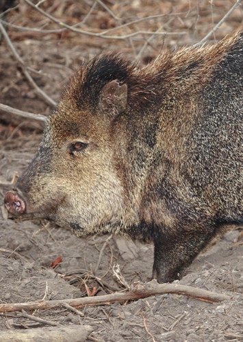 Peccary
