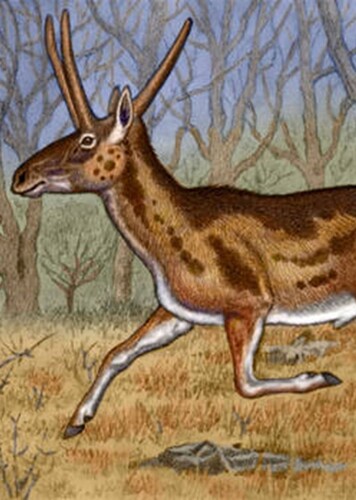 Pediomeryx