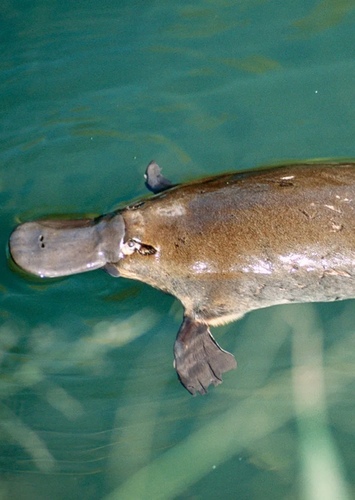 Pedro the Platypus