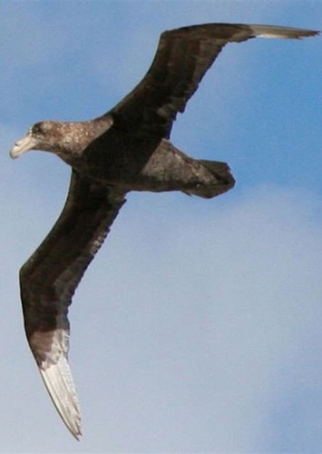 Pelagornis