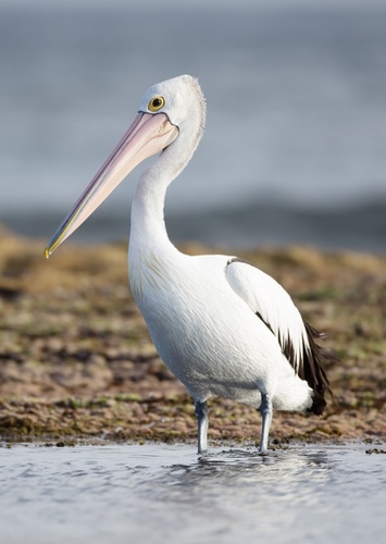 Pelican