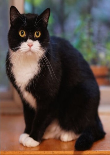 Penelope Pussycat