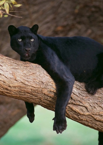 Penelope the Black Panther