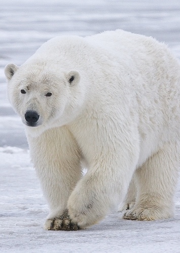 Penelope the Polar Bear