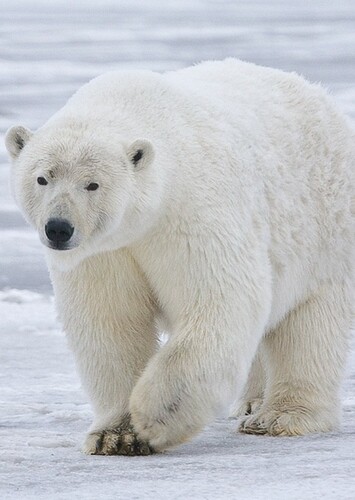 Penelope the Polar Bear