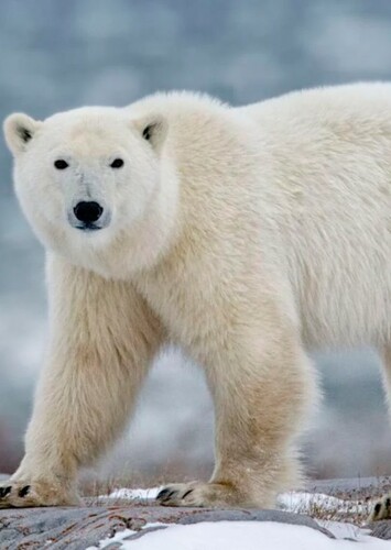 Penelope the Polar Bear