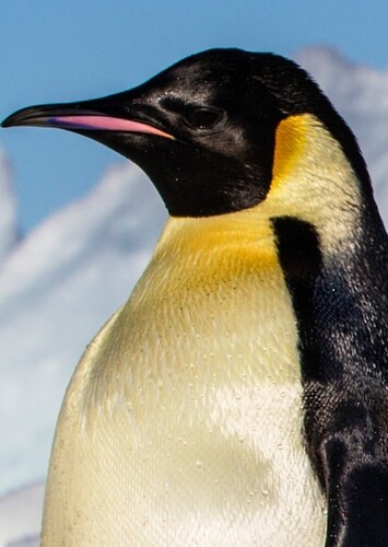 Penguin