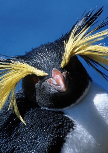 Penguin MC