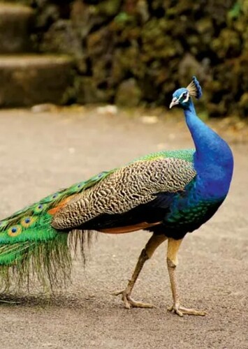 Penny the Blue Peacock