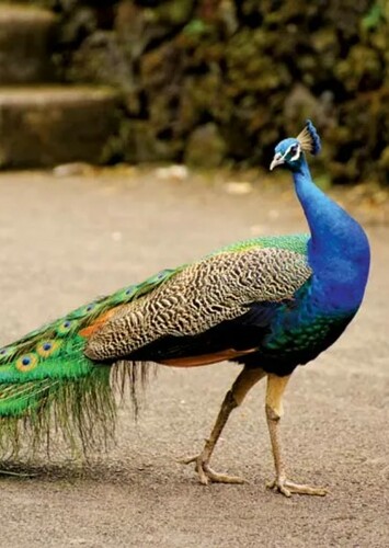 Penny the Blue Peacock