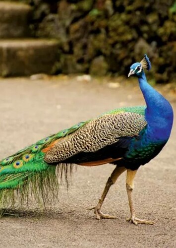 Penny the Blue Peacock