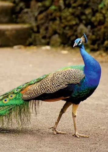 Penny the Indian Peacock