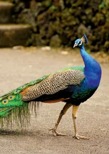 Penny the Indian Peacock