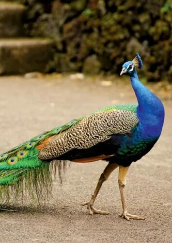 Penny the Indian Peacock