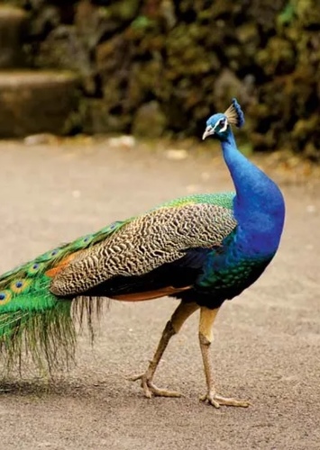 Penny the Peacock