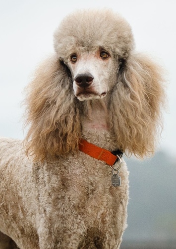 Penny the Poodle