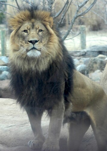 Peoria Zoo