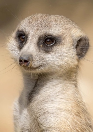 Percy the Meerkat